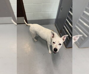 American Pit Bull Terrier-Unknown Mix Dogs for adoption in Corpus Christi, TX, USA