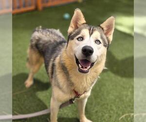 Siberian Husky-Unknown Mix Dogs for adoption in Las Vegas, NV, USA