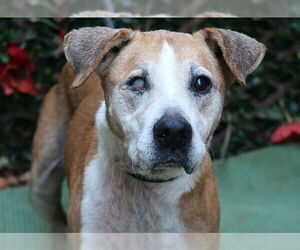 Labrador Retriever-Unknown Mix Dogs for adoption in Charlotte, NC, USA