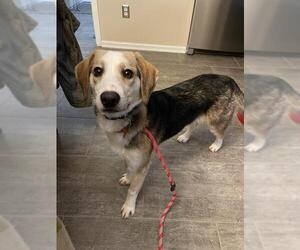 Australian Shepherd-Siberian Husky-Beagle Mix Dogs for adoption in Bellbrook, OH, USA