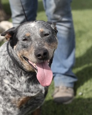 Australian Cattle Dog Dogs for adoption in Fresno, CA, USA