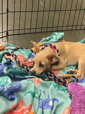 Chihuahua-Unknown Mix Dogs for adoption in Peoria, AZ, USA