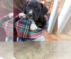 American Pit Bull Terrier-Unknown Mix Dogs for adoption in Pueblo, CO, USA