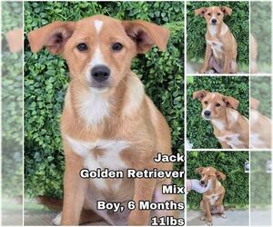 Golden Retriever-Unknown Mix Dogs for adoption in Seattle, WA, USA