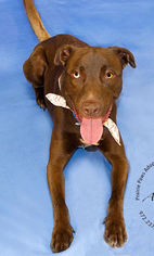 Labrador Retriever-Unknown Mix Dogs for adoption in Forreston, TX, USA