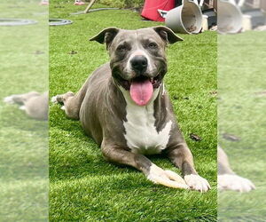 American Bulldog Dogs for adoption in Weston, FL, USA