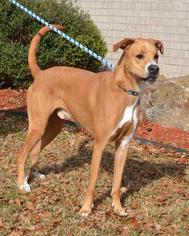Medium Photo #1 Greyhound-Unknown Mix Puppy For Sale in Little Rock, AR, USA