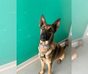 German Shepherd Dog-Unknown Mix Dogs for adoption in Visalia, CA, USA