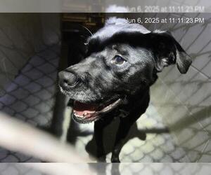 Catahoula Leopard Dog Dogs for adoption in Ocala, FL, USA