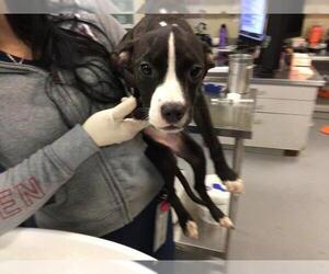 American Pit Bull Terrier Dogs for adoption in Riverside, CA, USA