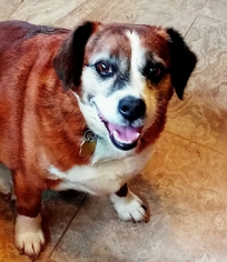 Beagle Dogs for adoption in Bealeton, VA, USA