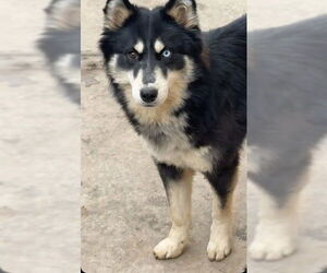 Ausky Dogs for adoption in Ogden, UT, USA