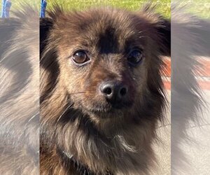 Dameranian Dogs for adoption in Irvine, CA, USA