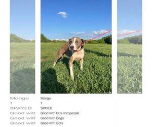 Mutt Dogs for adoption in Crystal, MN, USA