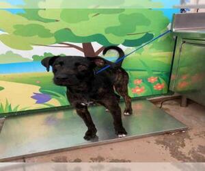 Medium Photo #1 Irish Wolfhound Puppy For Sale in Waco, TX, USA