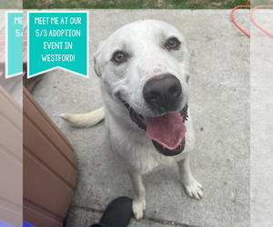 Labrador Retriever-Unknown Mix Dogs for adoption in Boston, MA, USA