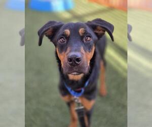 Doberman Pinscher-Unknown Mix Dogs for adoption in Las Vegas, NV, USA