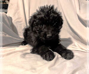 Mutt Dogs for adoption in Grafton, WI, USA