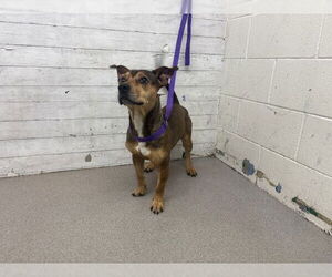 German Shepherd Dog-Unknown Mix Dogs for adoption in San Bernardino, CA, USA