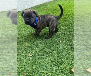 Chipin Dogs for adoption in Plantation, FL, USA