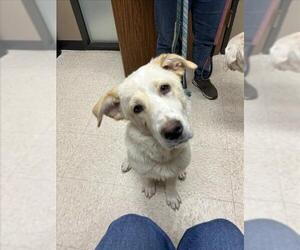 Great Pyrenees-Unknown Mix Dogs for adoption in Conroe, TX, USA
