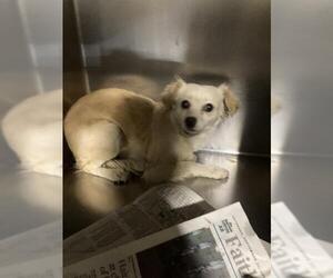 Chihuahua Dogs for adoption in Bakersfield, CA, USA
