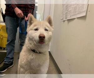 Siberian Husky Dogs for adoption in Berkeley , CA, USA