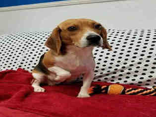 Medium Photo #1 Beagle Puppy For Sale in Lacombe, LA, USA