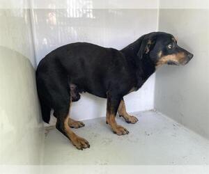 Dachshund-Unknown Mix Dogs for adoption in Houston, TX, USA
