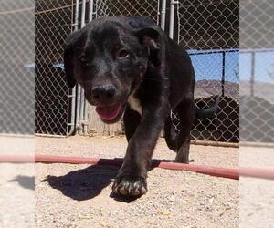 Border-Aussie Dogs for adoption in Golden Valley, AZ, USA