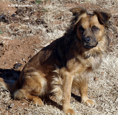 Medium Photo #1 Australian Shepherd-Unknown Mix Puppy For Sale in Scottsdale, AZ, USA
