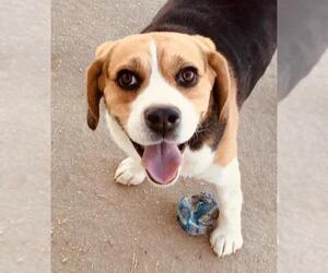 Beagle Dogs for adoption in Lancaster, CA, USA