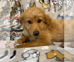 Alaskan Malamute-German Shepherd Dog Mix Dogs for adoption in Foristell, MO, USA