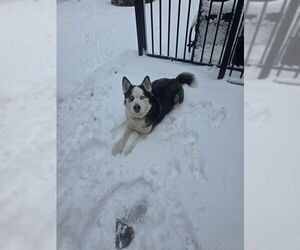 Siberian Husky-Unknown Mix Dogs for adoption in Ogden, UT, USA