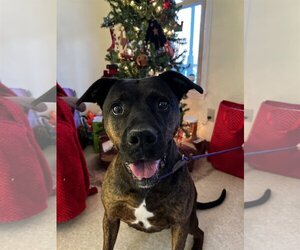 American Pit Bull Terrier-Unknown Mix Dogs for adoption in Harrisville, WV, USA
