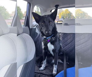 Mutt Dogs for adoption in Aurora, CO, USA