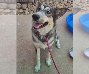 Siberian Husky-Unknown Mix Dogs for adoption in Sacramento, CA, USA