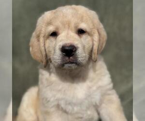 Miniature Labradoodle Dogs for adoption in San Diego, CA, USA