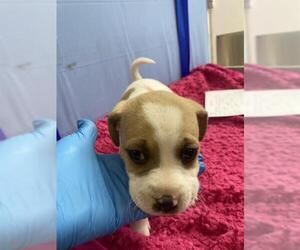 Mutt Dogs for adoption in Chula Vista, CA, USA