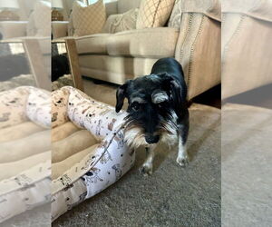 - Mix Dogs for adoption in Mooresville, NC, USA