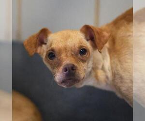 Chihuahua-Unknown Mix Dogs for adoption in San Antonio, TX, USA
