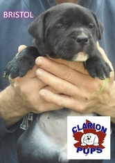 Boxador Dogs for adoption in Strattanville, PA, USA