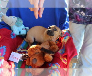 Medium Photo #4 Chihuahua Puppy For Sale in Imperial Beach, CA, USA