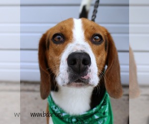 Beagle Dogs for adoption in Cheyenne, WY, USA