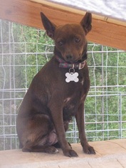 Chipin Dogs for adoption in Mountain Home, AR, USA