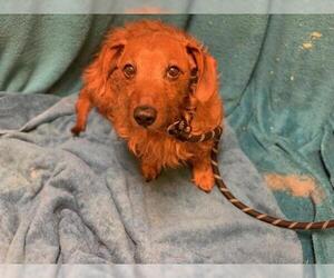 Dachshund Dogs for adoption in Forestville, MD, USA