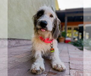 Basset Hound-Unknown Mix Dogs for adoption in Vail, AZ, USA