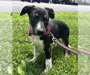 Mutt Dogs for adoption in Sterling, MA, USA