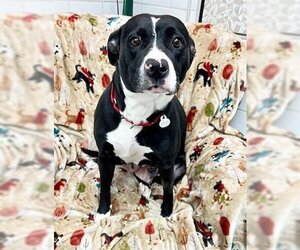 American Pit Bull Terrier-Unknown Mix Dogs for adoption in Canfield, OH, USA