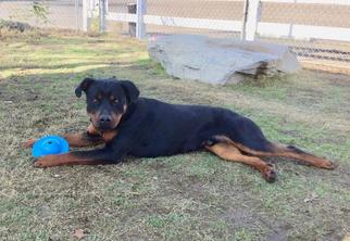 Rottweiler Dogs for adoption in Visalia, CA, USA